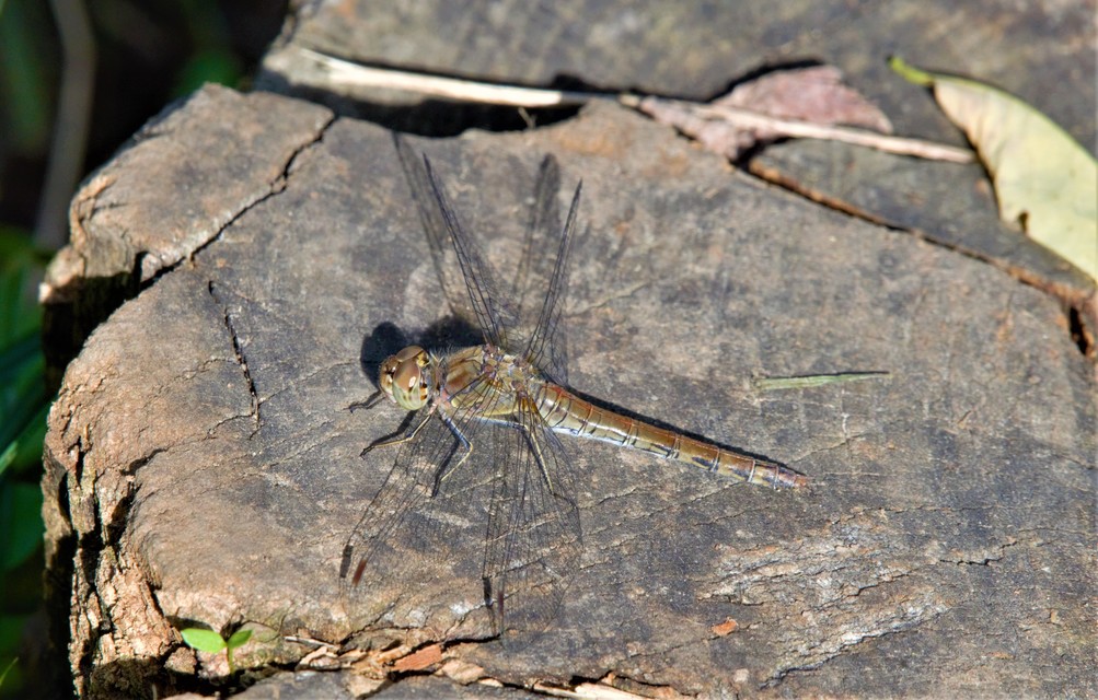 Sympetrum striolatum - harántsávos katona-szitakötő