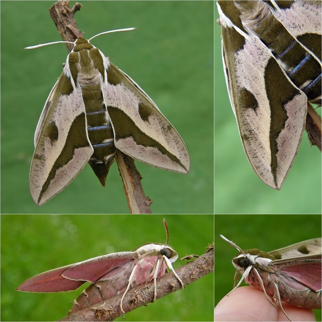 Hyles euphorbiae - kutyatejszender