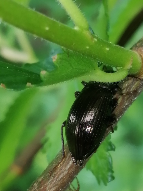 Stenomax aeneus - bronzos gyászbogár