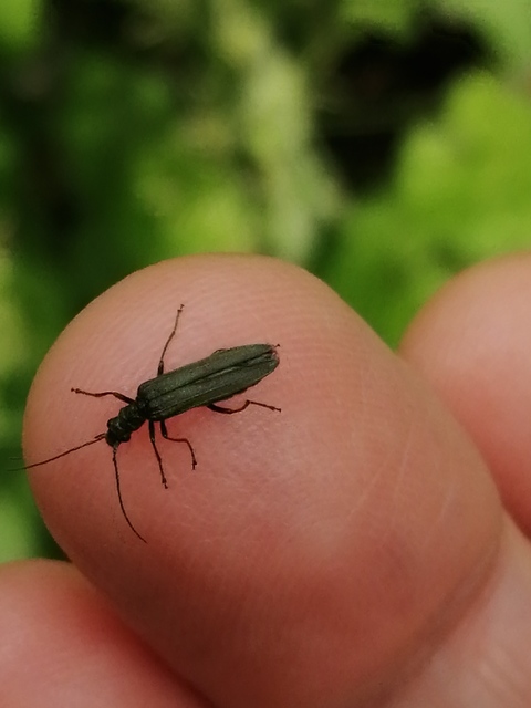 Oedemera virescens - zöldes álcincér