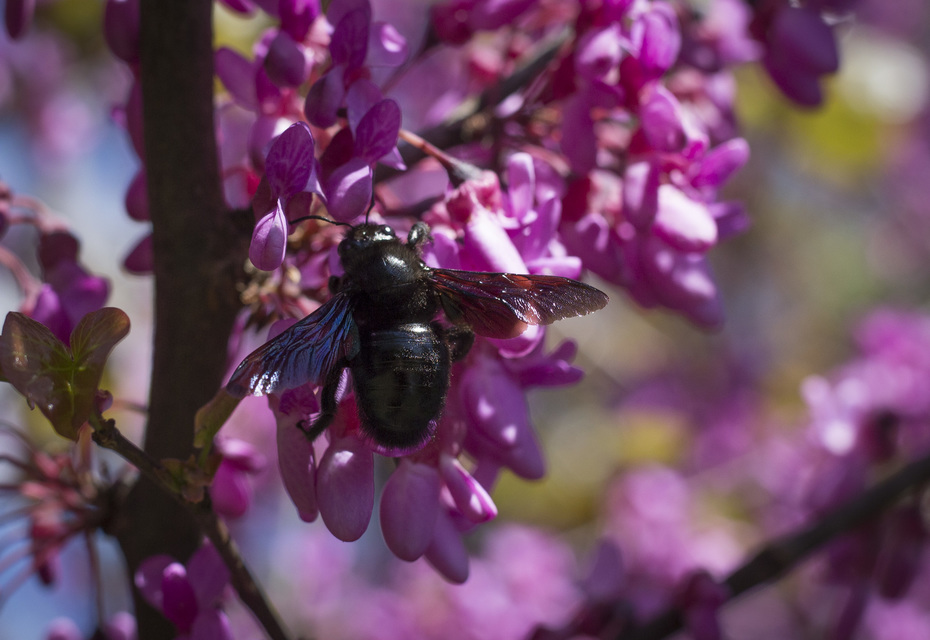 Xylocopa violacea - kék fadongó