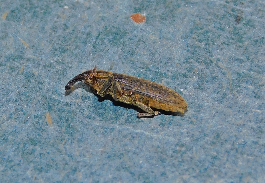Lixus cardui/filiformis