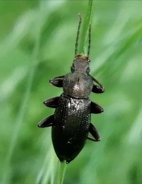 Stenomax aeneus - bronzos gyászbogár