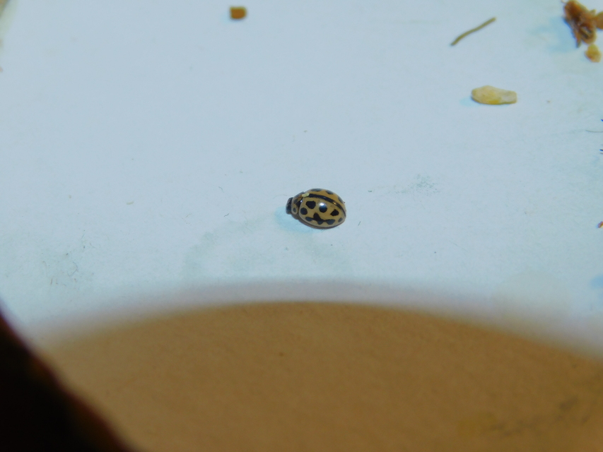 Tytthaspis sedecimpunctata - tizenhatpettyes katica