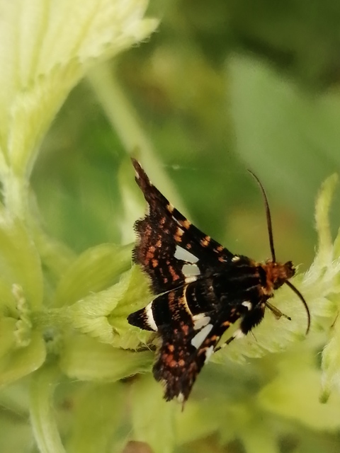 Thyris fenestrella - gyakori ablakosmoly