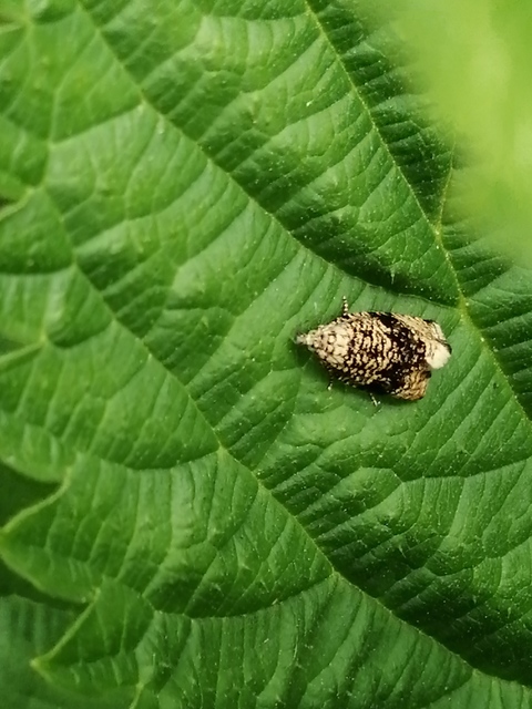 Celypha lacunana - vízparti tükrösmoly