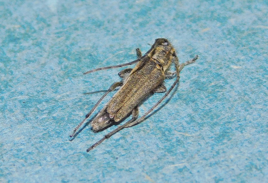 Phytoecia nigricornis - ürömcincér