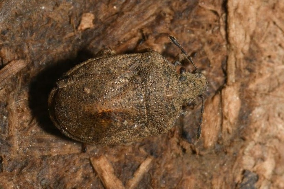 Podops inunctus - szarvas pajzsospoloska Podops inunctus - szarvas pajzsospoloska