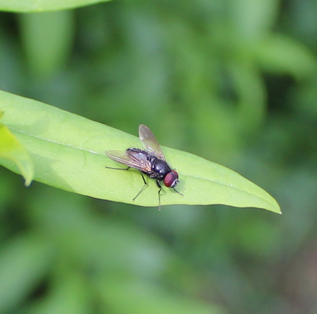 Hydrotaea