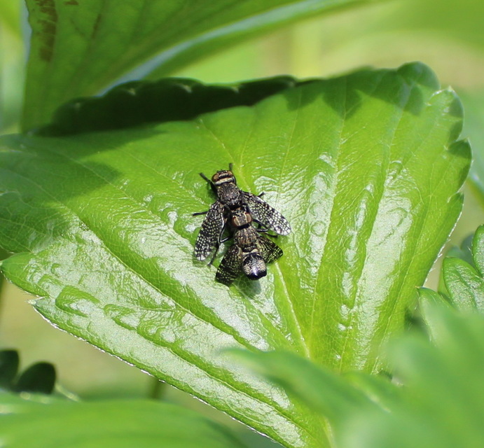 Platystoma seminationis