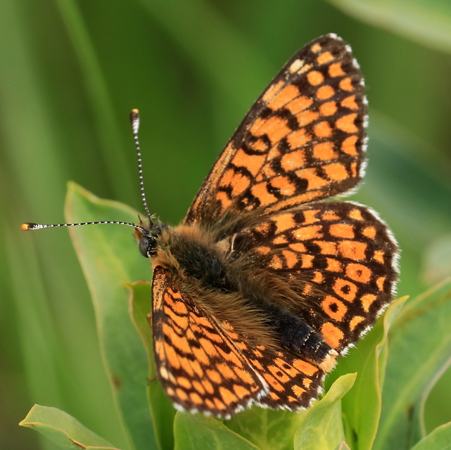 Melitaea cinxia - réti tarkalepke