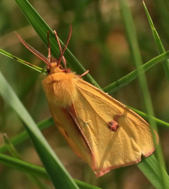 Diacrisia sannio - vörösszélű medvelepke