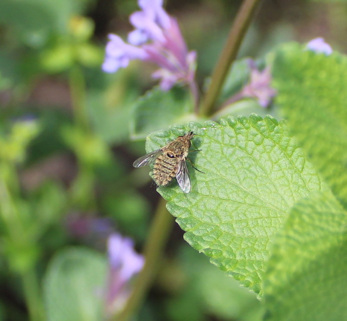 Conophorus