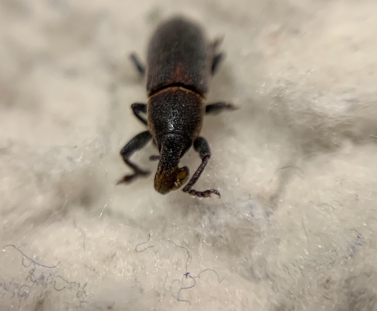 Lixus angustus - rövid dudvabarkó