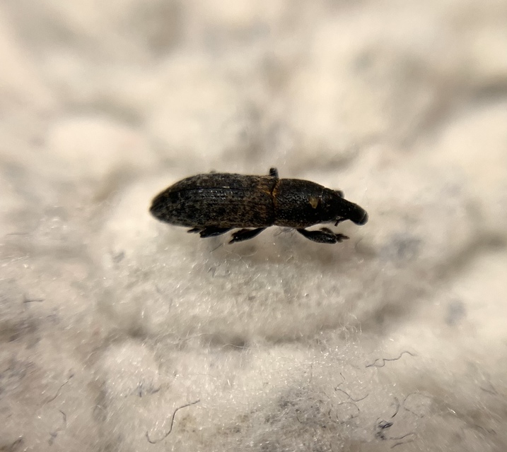 Lixus brevipes - vaskosorrú dudvabarkó