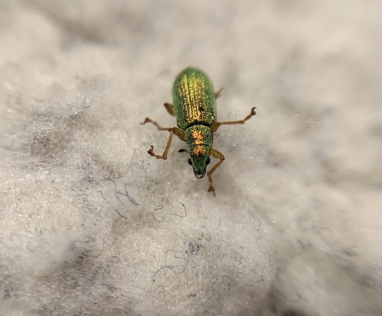 Polydrusus impressifrons - selymeszöld lombormányos