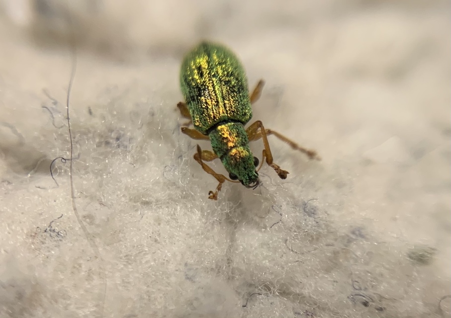 Polydrusus impressifrons - selymeszöld lombormányos