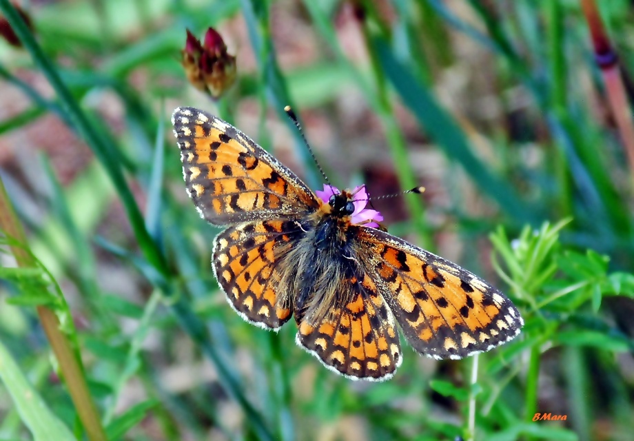 Melitaea trivia - kis tarkalepke