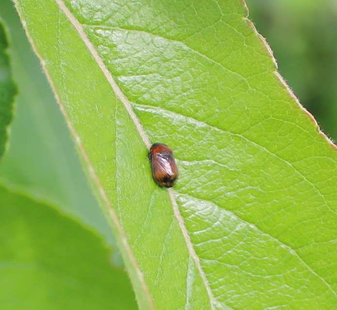 Penthimia nigra - fekete kabóca Penthimia nigra - fekete kabóca