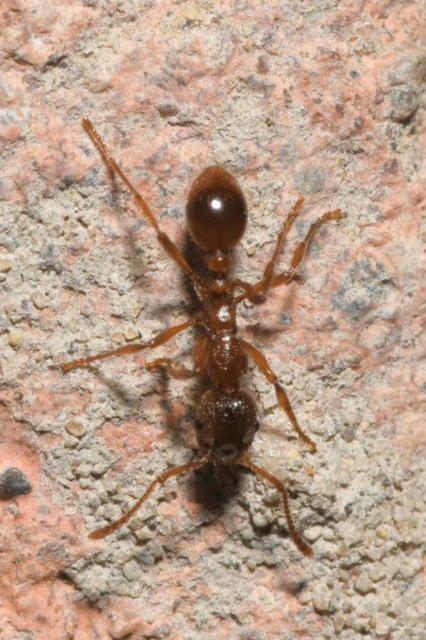 Myrmica rubra - közönséges bütyköshangya