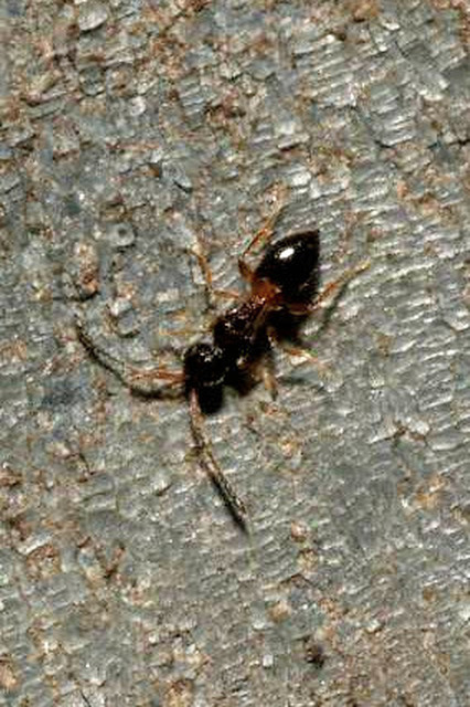 Megaspilidae