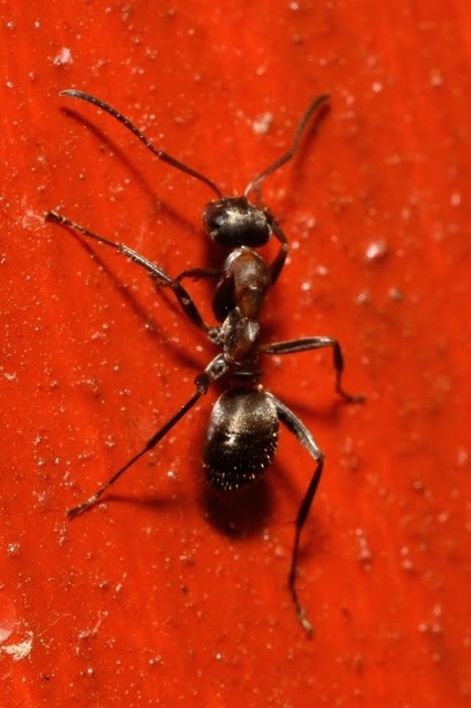 Formica cunicularia - gyakori rabszolgahangya