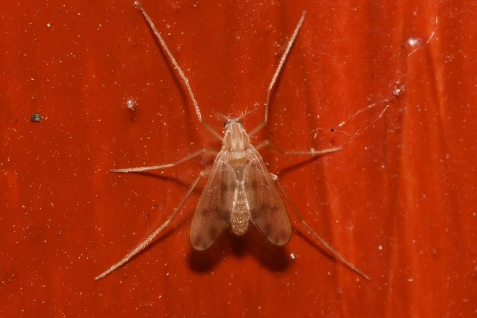 Chironomidae - árvaszúnyogok