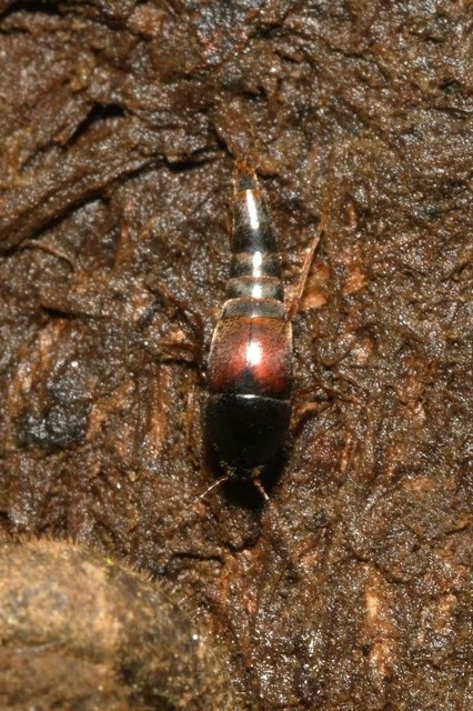 Sepedophilus marshami - közönséges pihésholyva Sepedophilus marshami - közönséges pihésholyva