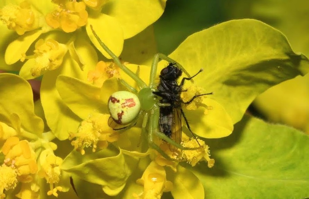 Ebrechtella tricuspidata - alakoskodó karolópók
