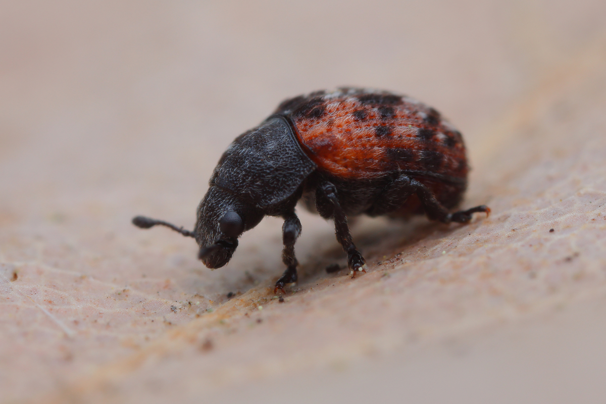 Anthribus fasciatus - foltsoros pajzstetvész-orrosbogár