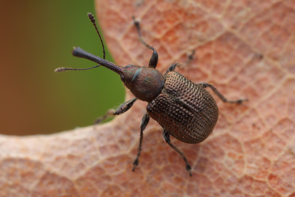 Neocoenorrhinus minutus - bronzos eszelény