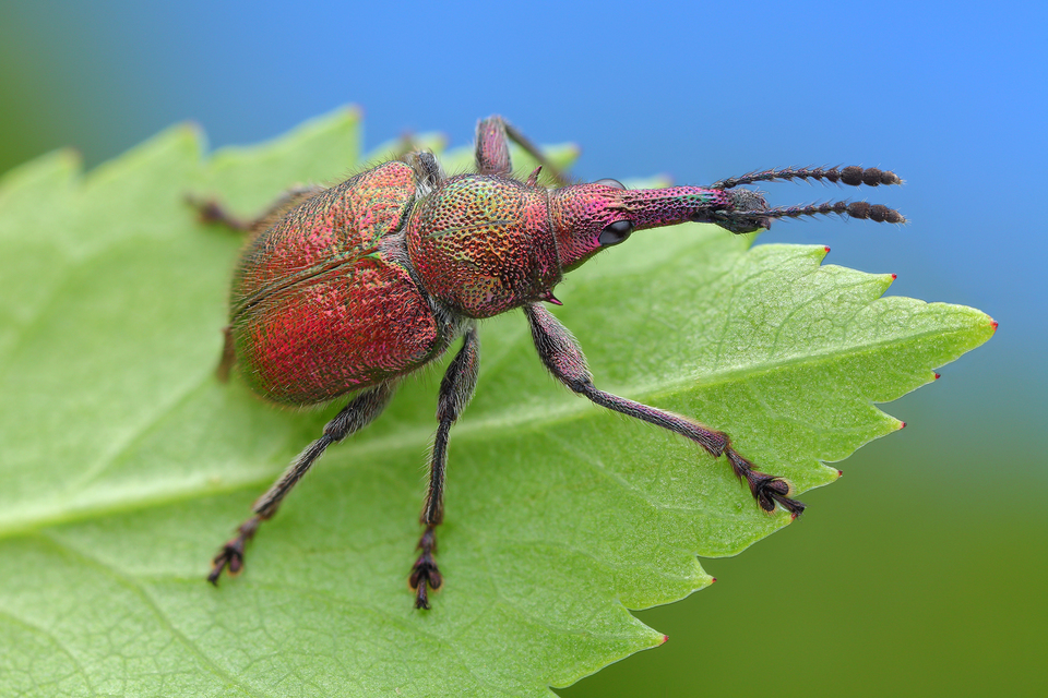 Rhynchites auratus - aranyos eszelény Rhynchites auratus - aranyos eszelény