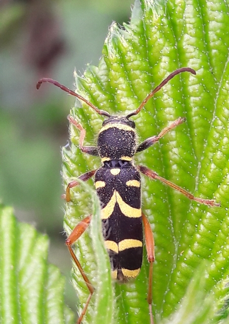 Clytus arietis - közönséges darázscincér