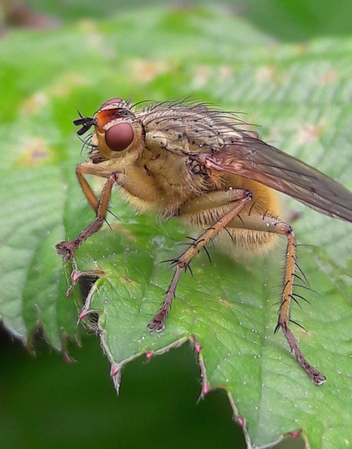 Scathophaga stercoraria - közönséges trágyalégy