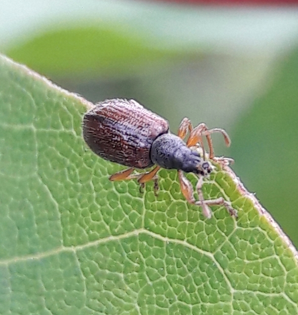 Phyllobius oblongus - közönséges levélormányos