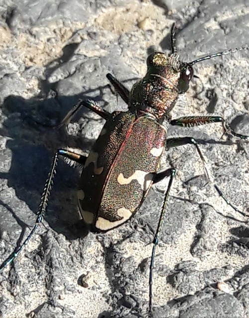 Cicindela sylvicola - erdei homokfutrinka