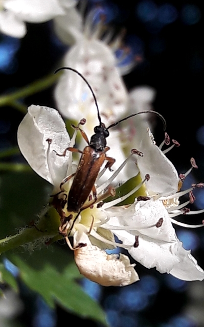 Alosterna tabacicolor - barna juharcincér