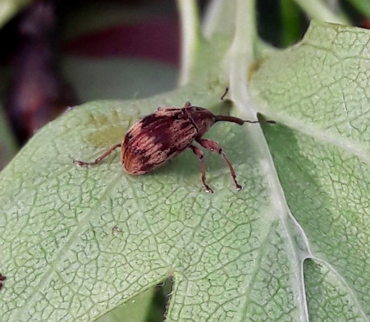 Anthonomus rectirostris - meggymaglikasztó Anthonomus rectirostris - meggymaglikasztó