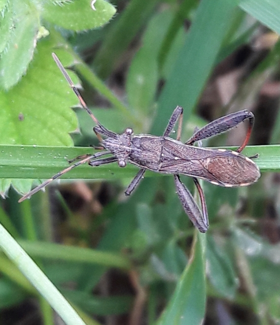Camptopus lateralis - görbelábú karimáspoloska