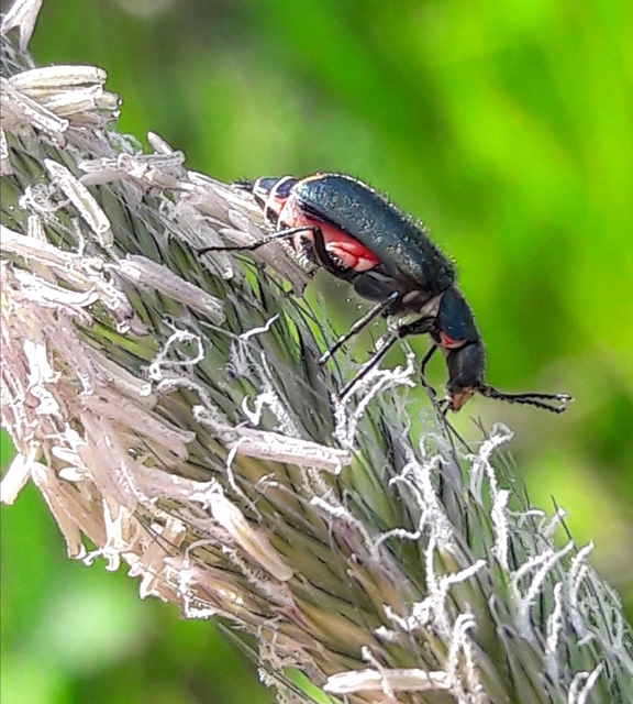 Malachius bipustulatus - kétfoltos bibircsesbogár