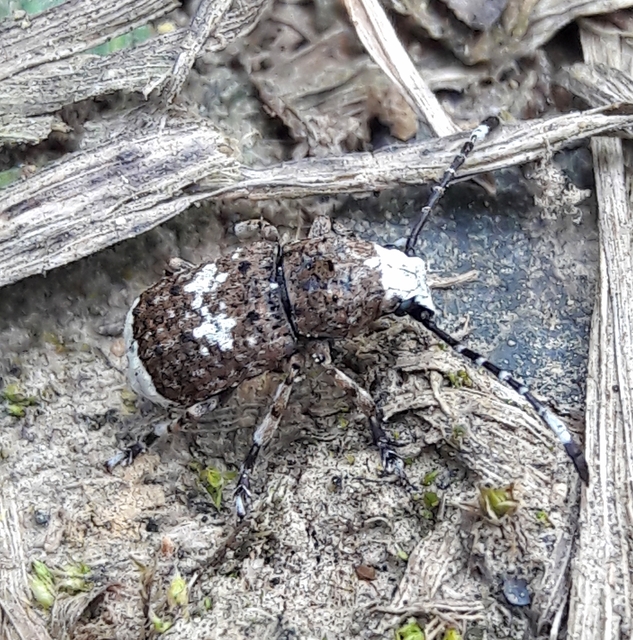 Platystomos albinus - nagybajuszú orrosbogár