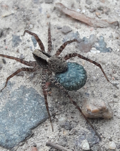 Pardosa alacris/lugubris