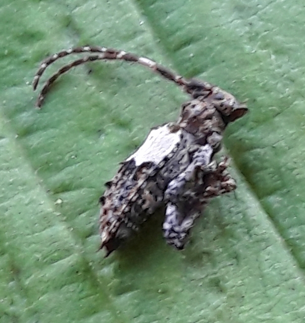 Pogonocherus hispidulus - négytövises ecsetcincér