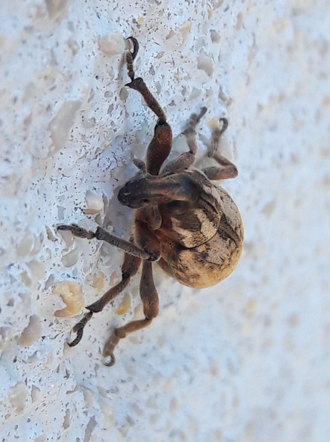Pseudocleonus cinereus - hamvas barkó