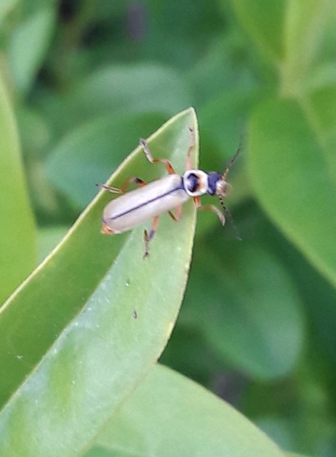 Metacantharis clypeata - tavaszi lágybogár