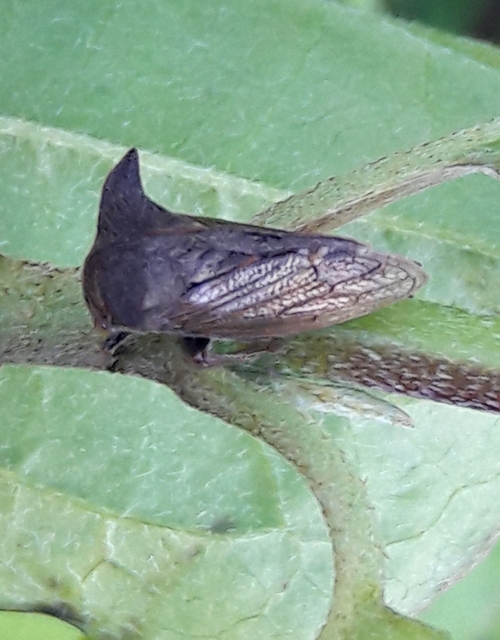 Centrotus cornutus - szarvaskabóca