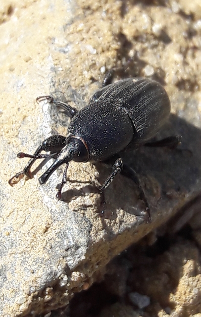Sphenophorus striatopunctatus - mezei zsuzsok