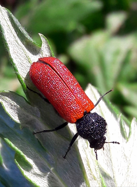 Bostrichus capucinus - piros csuklyásszú