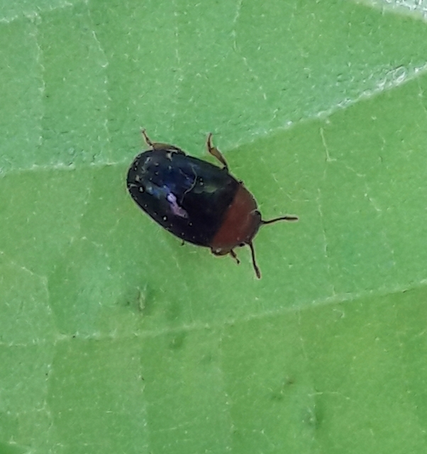 Triplax rufipes - feketehasú tarbogár