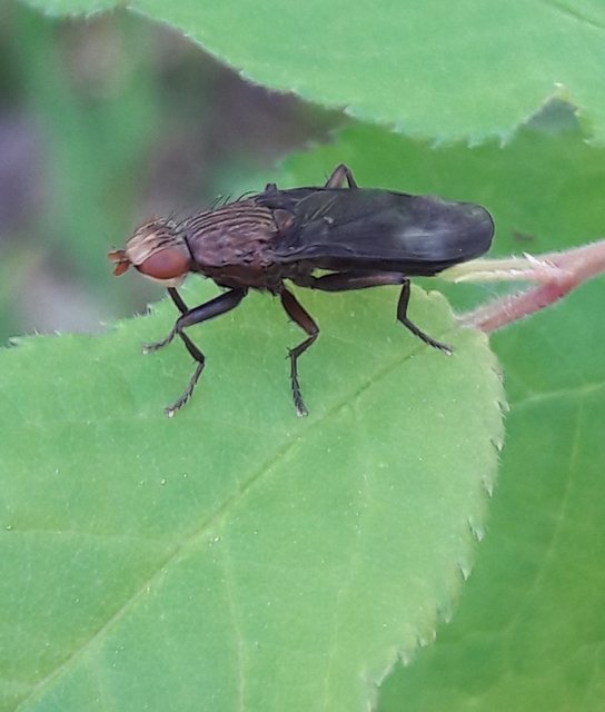 Sciomyzidae - szarvaslégyfélék